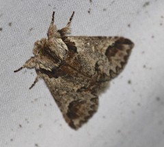 Antithemerastis acrobela
