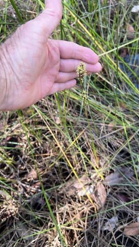 Machaerina rubiginosa iNat (3)