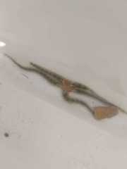Ophiothrix