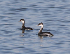Horned Grebe photo 6