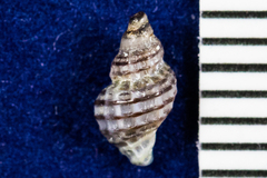 Paciocinebrina atropurpurea