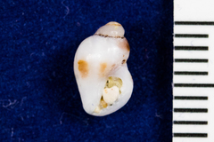 Ocinebrina