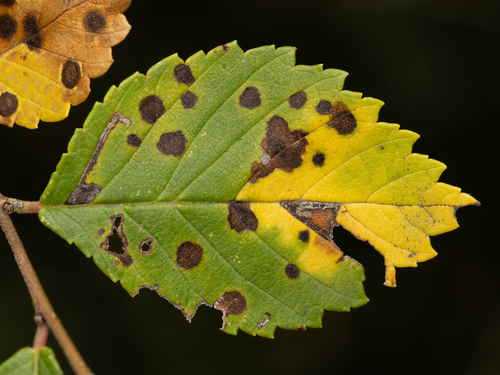 Bucculatrix eclecta
