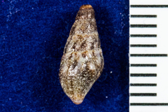 Conoidea