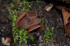 Hansenopezia retrocurvata