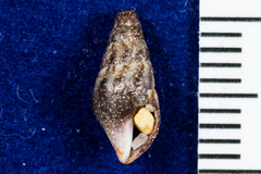 Conoidea