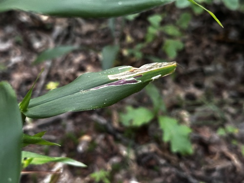 Cerodontha angulata photo 3
