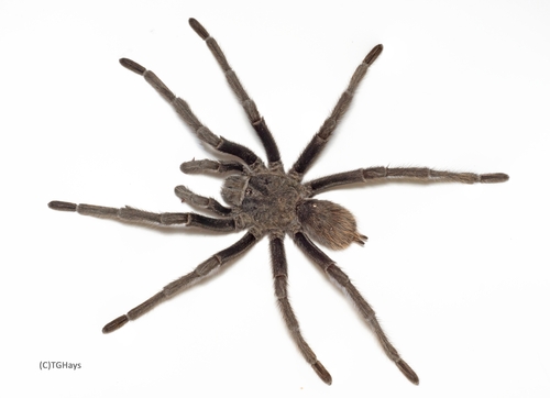 Chiricahuan Gray Tarantula