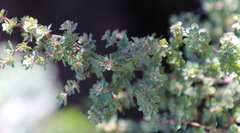 Cliffortia propinqua