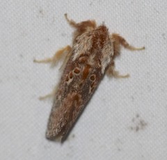 Pseudanapaea denotata