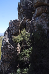 Cliffortia propinqua