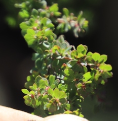 Cliffortia propinqua