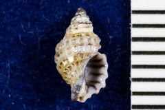 Ocenebrinae