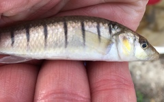 Fundulus similis