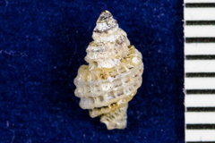 Ocenebrinae