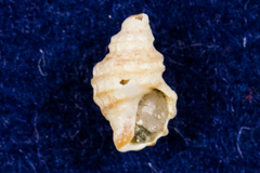 Ocinebrina
