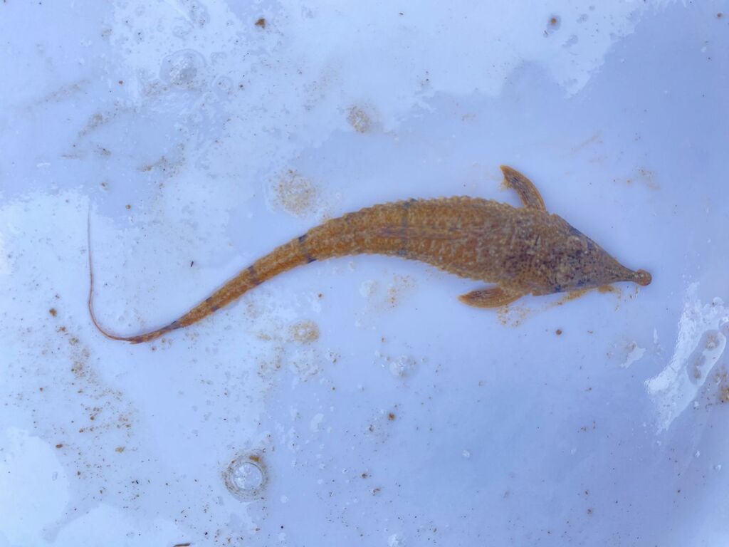 Knobnose whiptail catfish (Hemiodontichthys acipenserinus) — Loricariidae