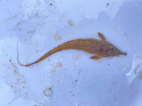Knobnose whiptail catfish (Hemiodontichthys acipenserinus) — Loricariidae