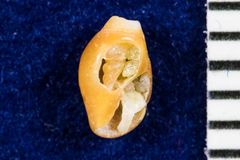 Atrimitra idae