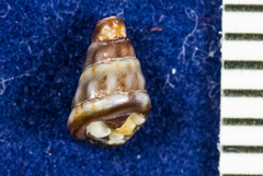 Conoidea