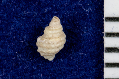 Ocinebrina