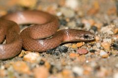 Virginia valeriae elegans