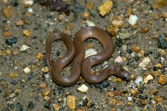 Virginia valeriae elegans