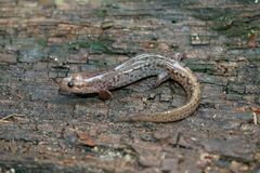 Desmognathus brimleyorum