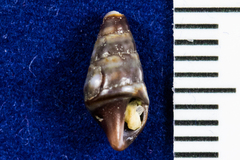 Conoidea