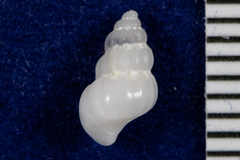 Opalia montereyensis