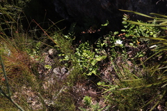 Pellaea pteroides