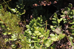 Pellaea pteroides
