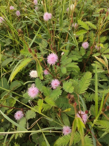 Sensitive Plant