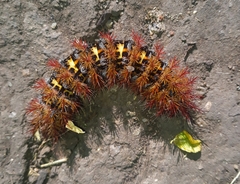 Ormiscodes cinnamomea