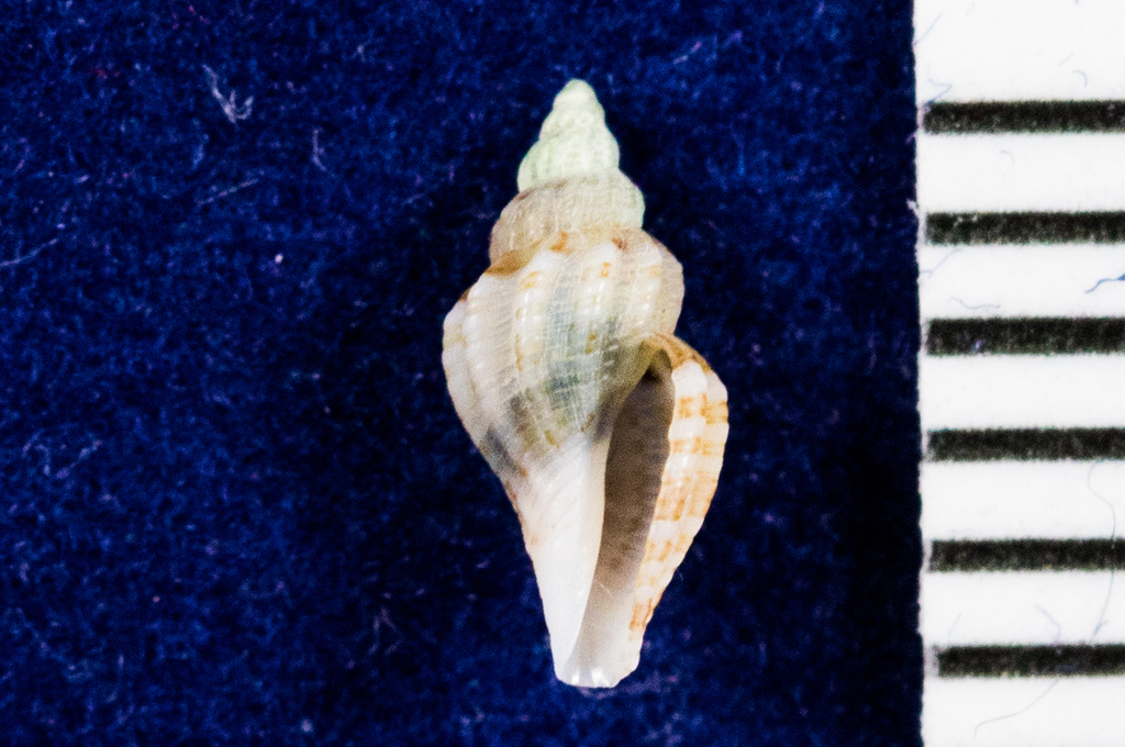 Clathurella canfieldi (Gastropods of the United States Pt.2) · iNaturalist