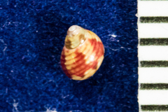 Eulithidium comptum