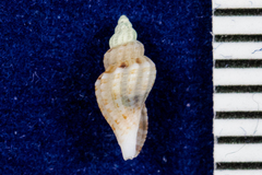 Clathurella canfieldi