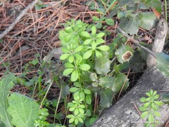 Galium aparine