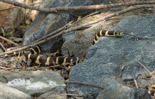 iNaturalist observation photo of California King Snake