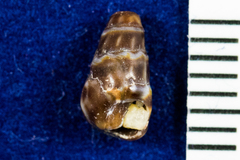 Conoidea