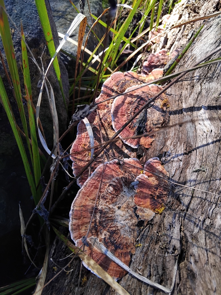Fomitopsis lilacinogilva · August 2025 · photo: © sofiazed1 (iNaturalist, cc-by)