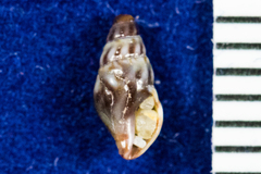 Conoidea