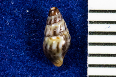 Conoidea