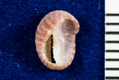 Pseudopusula californiana