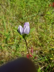 Gentiana rubricaulis