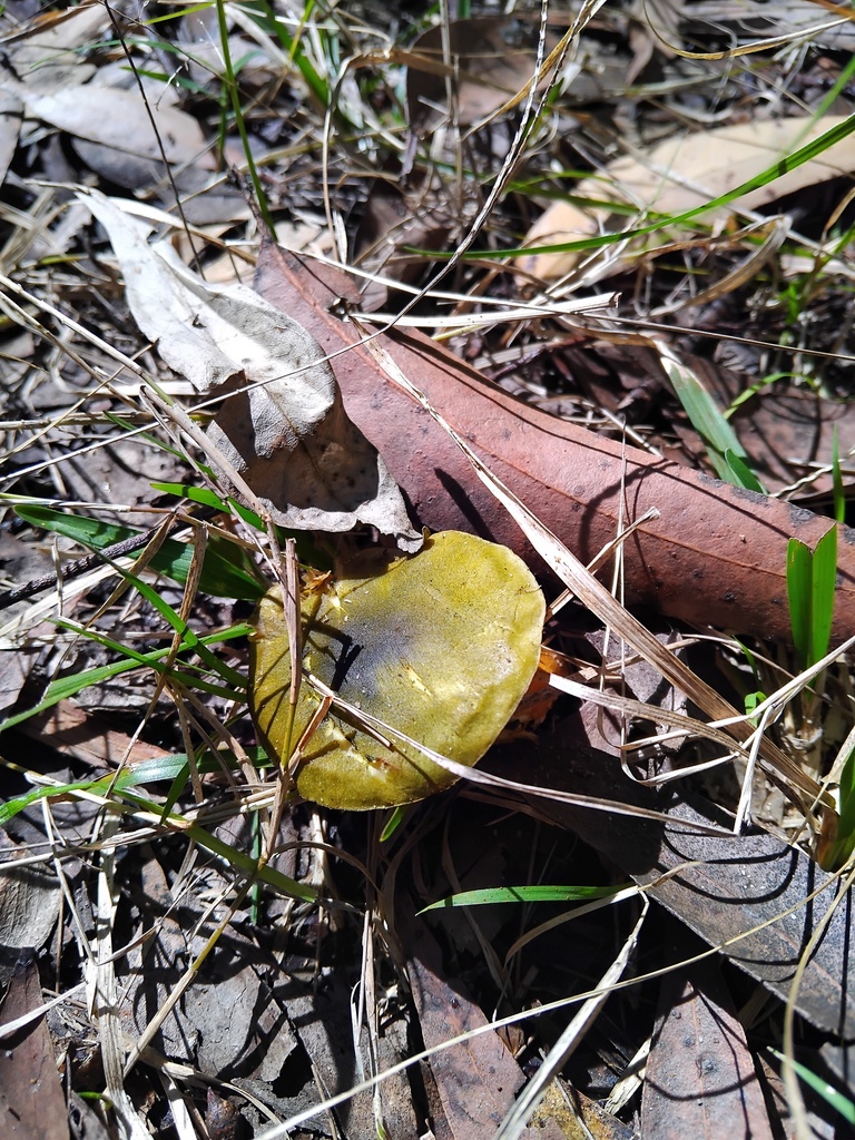 Cortinarius austrovenetus · August 2025 · photo: © sofiazed1 (iNaturalist, cc-by)