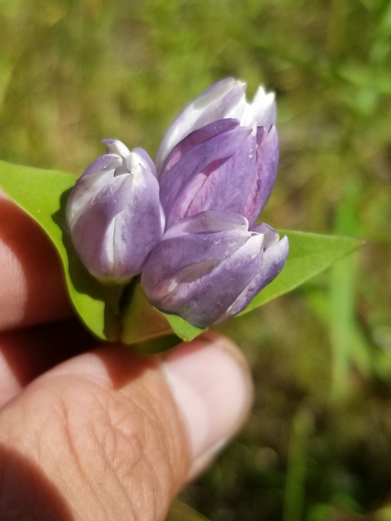 Closed Gentian