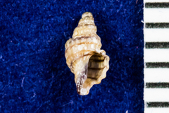 Paciocinebrina gracillima