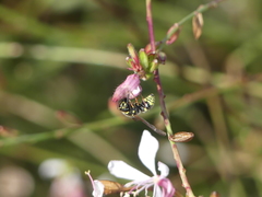 Ancistrocerus bustamente