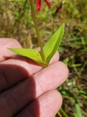 Gentiana rubricaulis